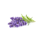 Lavender-SimpleLeaf-150x150.png
