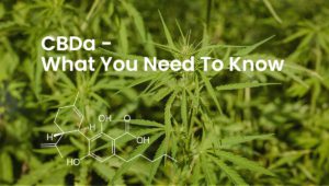 Everything You Need To Know About CBDA