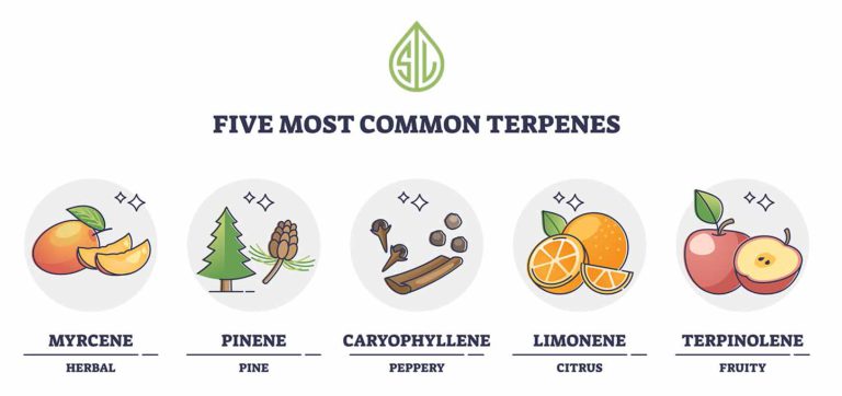 Five Most Common Terpenes
