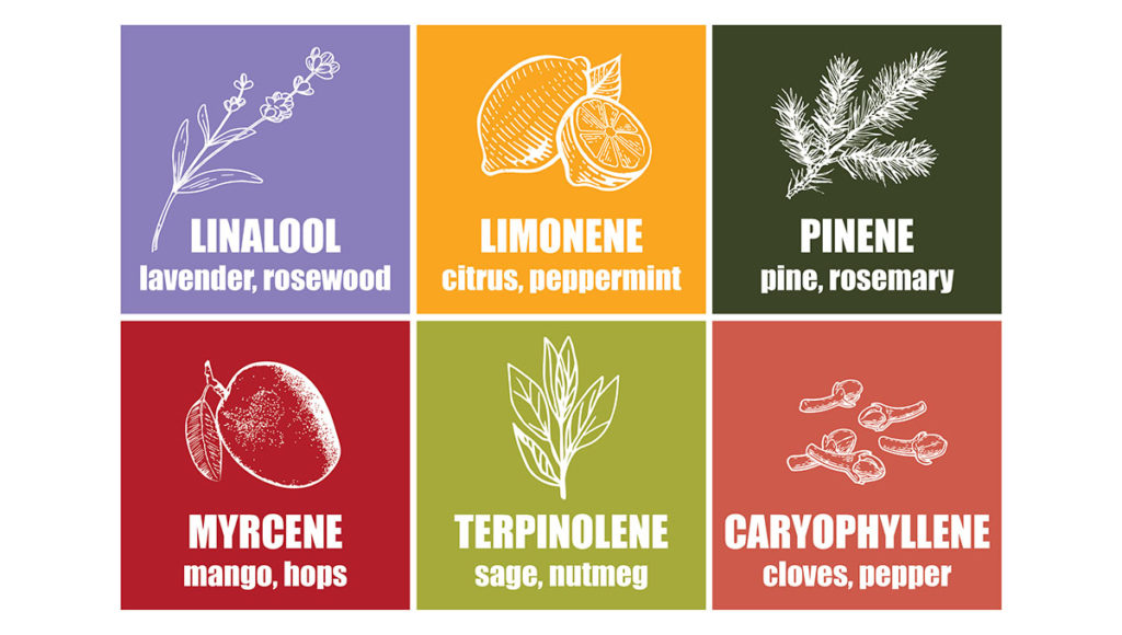 Linalool-Limonene-Pinene-Myrcene-Terpinolene-Caryophyllene